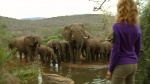 Linda Thanda Elephants.jpg
